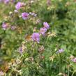 Kakost luční 'Else Lacey' - Geranium 'Else Lacey'