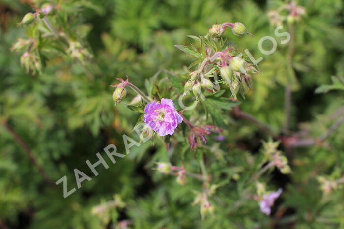 Kakost luční 'Else Lacey' - Geranium 'Else Lacey'