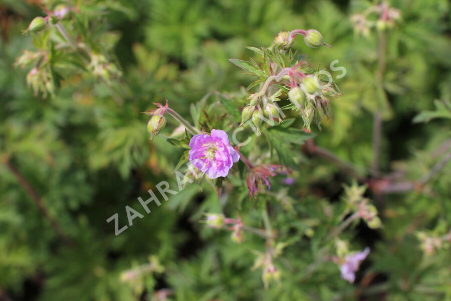 Kakost luční 'Else Lacey' - Geranium 'Else Lacey'