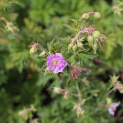 Kakost luční 'Else Lacey' - Geranium 'Else Lacey'