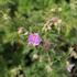 Geranium 'Else Lacey'_02.JPG