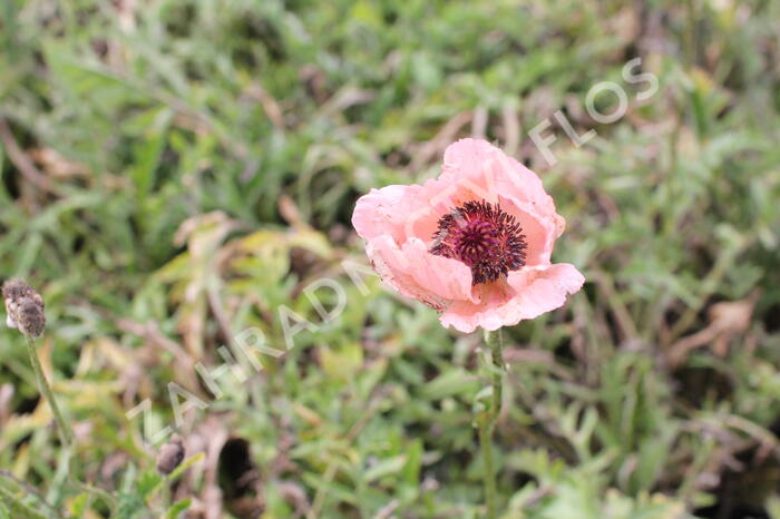 Mák východní 'Rose' - Papaver orientale 'Rose'