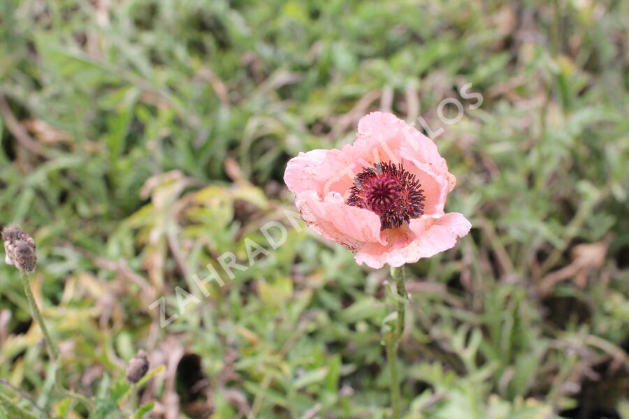 Mák východní 'Rose' - Papaver orientale 'Rose'