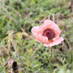 Mák východní 'Rose' - Papaver orientale 'Rose'