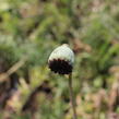 Mák východní 'Rose' - Papaver orientale 'Rose'