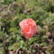 Mák východní 'Rose' - Papaver orientale 'Rose'