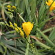 Frézie 'Yellow' double - Freesia 'Yellow'