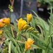 Frézie 'Yellow' double - Freesia 'Yellow'