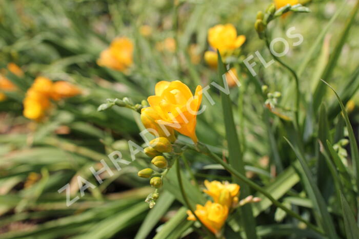 Frézie 'Yellow' double - Freesia 'Yellow'