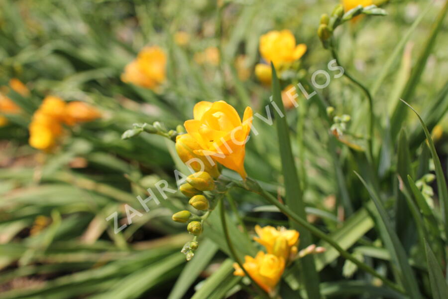 Frézie 'Yellow' double - Freesia 'Yellow'