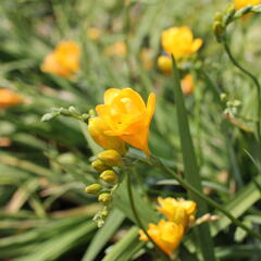 Frézie 'Yellow' double - Freesia 'Yellow'