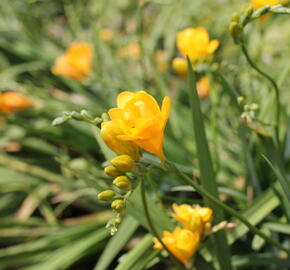 Frézie 'Yellow' double - Freesia 'Yellow'