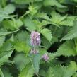 Agastache mexická 'Bavaria' - Agastache mexicana 'Bavaria'