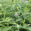 Agastache mexická 'Bavaria' - Agastache mexicana 'Bavaria'