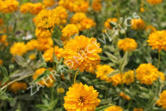 Janeba drsná  'Double Sunstruck' - Heliopsis helianthoides 'Double Sunstruck'