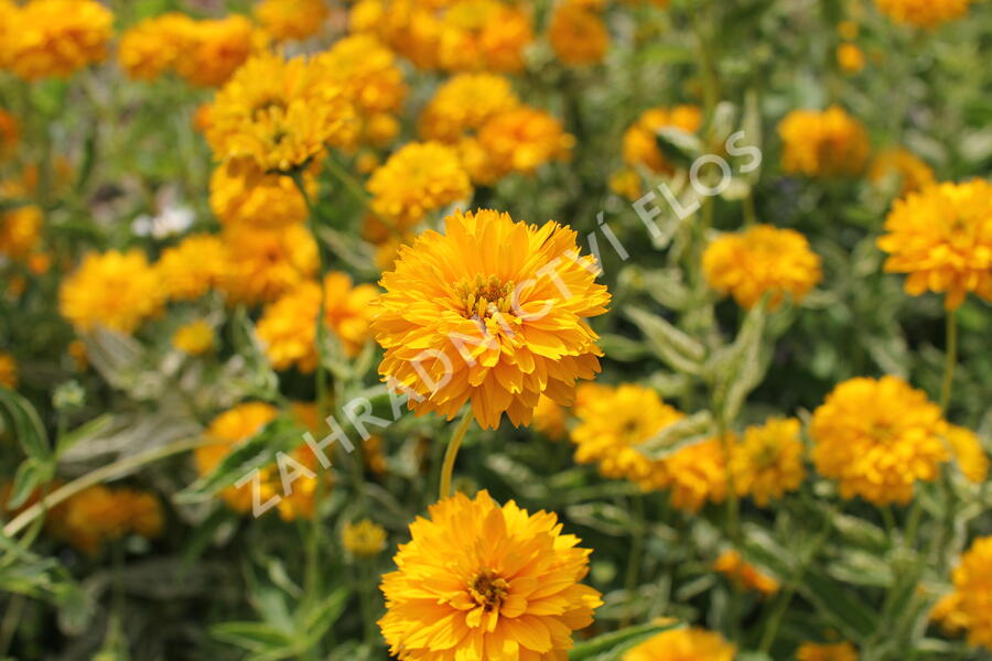 Janeba drsná  'Double Sunstruck' - Heliopsis helianthoides 'Double Sunstruck'