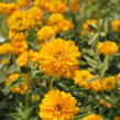 Janeba drsná  'Double Sunstruck' - Heliopsis helianthoides 'Double Sunstruck'