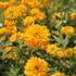 Heliopsis helianthoides 'Double Sunstruc.JPG