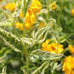 Janeba drsná  'Double Sunstruck' - Heliopsis helianthoides 'Double Sunstruck'