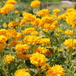 Janeba drsná  'Double Sunstruck' - Heliopsis helianthoides 'Double Sunstruck'