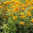 Janeba drsná  'Double Sunstruck' - Heliopsis helianthoides 'Double Sunstruck'