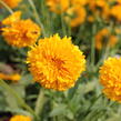 Krásnoočko velkokvěté 'Solena Double Gold' - Coreopsis grandiflora 'Solena Double Gold'