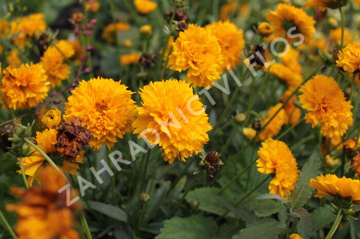 Krásnoočko velkokvěté 'Solena Double Gold' - Coreopsis grandiflora 'Solena Double Gold'