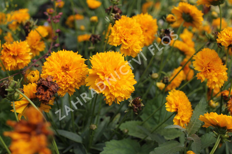 Krásnoočko velkokvěté 'Solena Double Gold' - Coreopsis grandiflora 'Solena Double Gold'