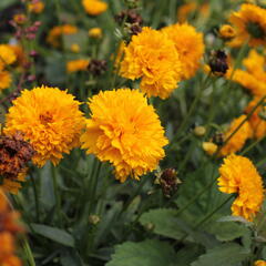 Krásnoočko velkokvěté 'Solena Double Gold' - Coreopsis grandiflora 'Solena Double Gold'