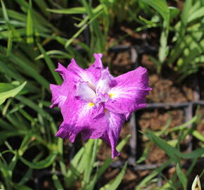 Kosatec Dinner Plate 'Tiramisu' - Iris ensata Dinner Plate 'Tiramisu'