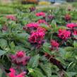 Zavinutka 'Bee-Happy' - Monarda 'Bee-Happy'