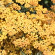 Řebříček obecný 'Inca Gold' - Achillea millefolium 'Inca Gold'