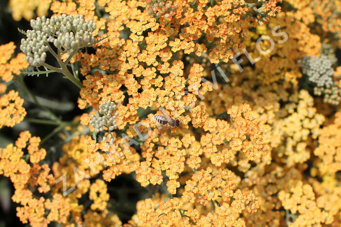 Řebříček obecný 'Inca Gold' - Achillea millefolium 'Inca Gold'