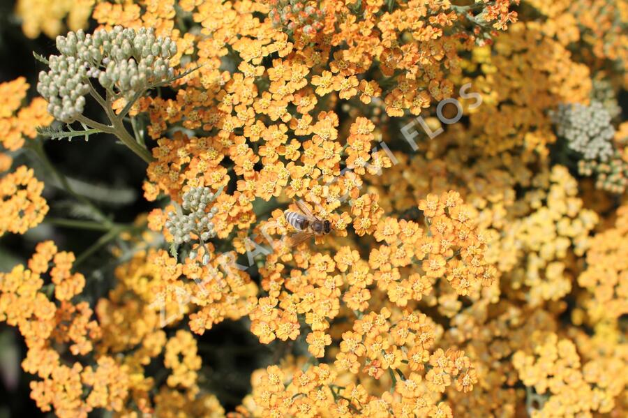 Řebříček obecný 'Inca Gold' - Achillea millefolium 'Inca Gold'