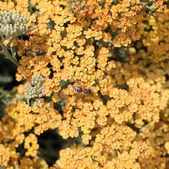 Řebříček obecný 'Inca Gold' - Achillea millefolium 'Inca Gold'