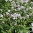 Zvonek bělokvětý 'Loddon Anna' - Campanula lactiflora 'Loddon Anna'