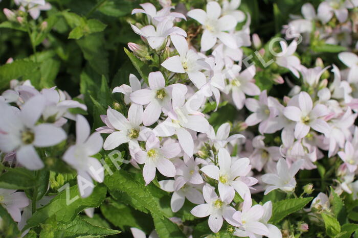 Zvonek bělokvětý 'Loddon Anna' - Campanula lactiflora 'Loddon Anna'