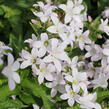 Zvonek bělokvětý 'Loddon Anna' - Campanula lactiflora 'Loddon Anna'