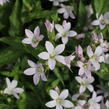 Zvonek bělokvětý 'Loddon Anna' - Campanula lactiflora 'Loddon Anna'