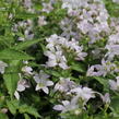 Zvonek bělokvětý 'Loddon Anna' - Campanula lactiflora 'Loddon Anna'