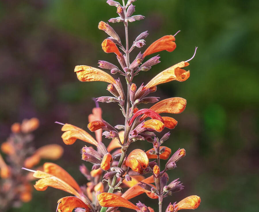 Agastache 'Sunny Sparks Tangerine' - Agastache aurantiaca 'Sunny Sparks Tangerine'