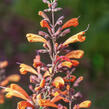 Agastache 'Sunny Sparks Tangerine' - Agastache aurantiaca 'Sunny Sparks Tangerine'