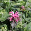 Zavinutka 'Bee-Lieve' - Monarda 'Bee-Lieve'