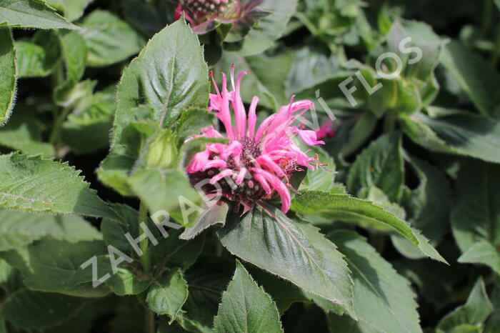 Zavinutka 'Bee-Lieve' - Monarda 'Bee-Lieve'