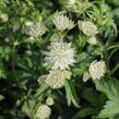 Jarmanka větší 'Sparkling Stars White' - Astrantia major 'Sparkling Stars White'