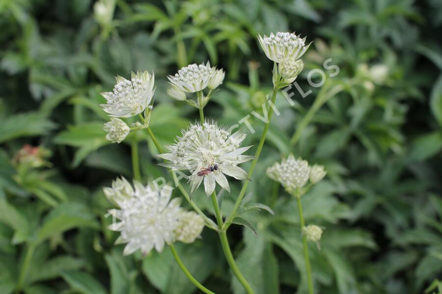 Jarmanka větší 'Sparkling Stars White' - Astrantia major 'Sparkling Stars White'