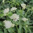 Jarmanka větší 'Sparkling Stars White' - Astrantia major 'Sparkling Stars White'