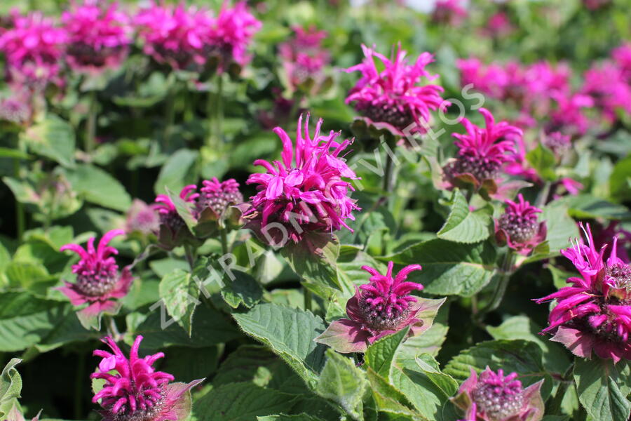 Zavinutka 'Bee-Fee' - Monarda 'Bee-Fee'