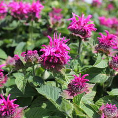 Zavinutka 'Bee-Fee' - Monarda 'Bee-Fee'