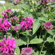 Zavinutka 'Bee-Fee' - Monarda 'Bee-Fee'